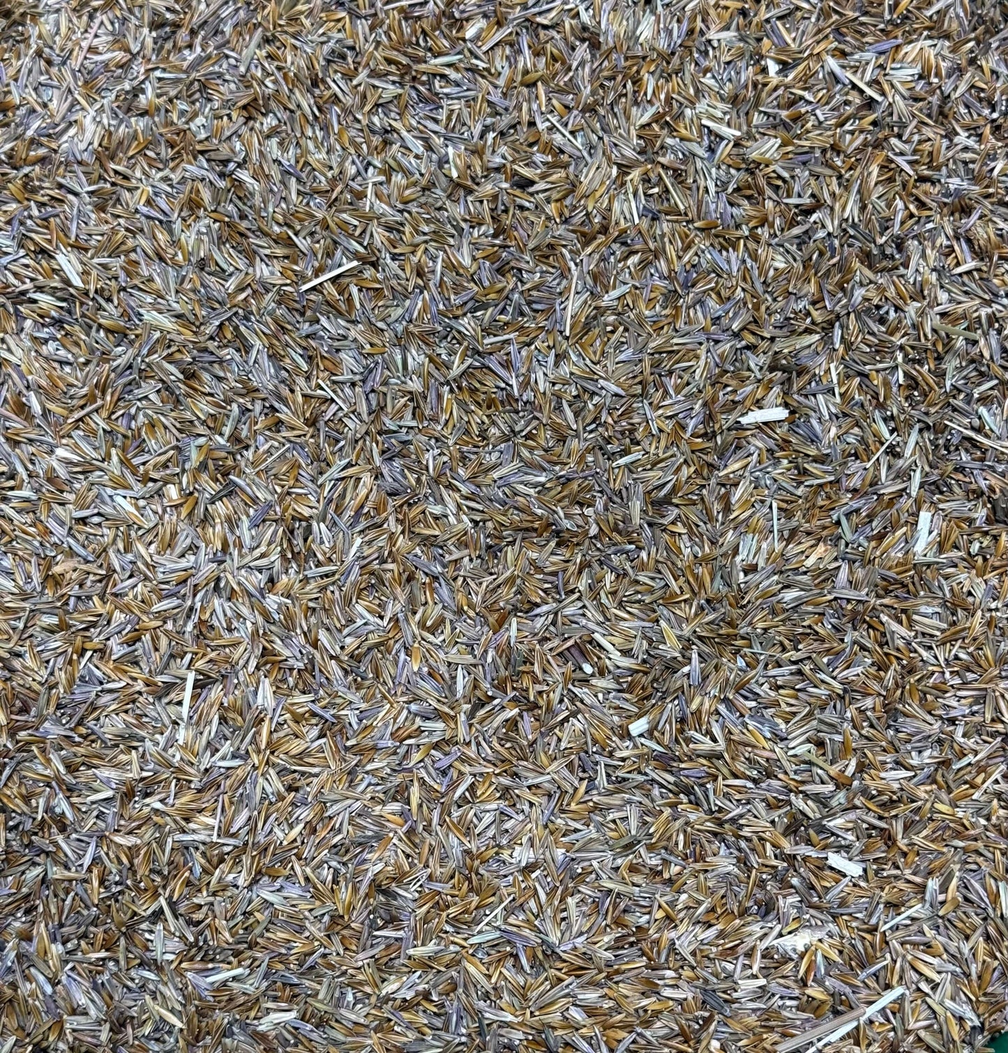 Close-up of Safe House native grass seed mix with switchgrass and big bluestem by Dammon Ridge Outdoors