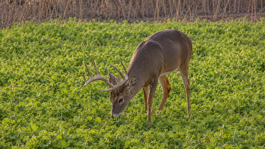 Brassica Food Plots for Deer: Rape, Radish & Turnips