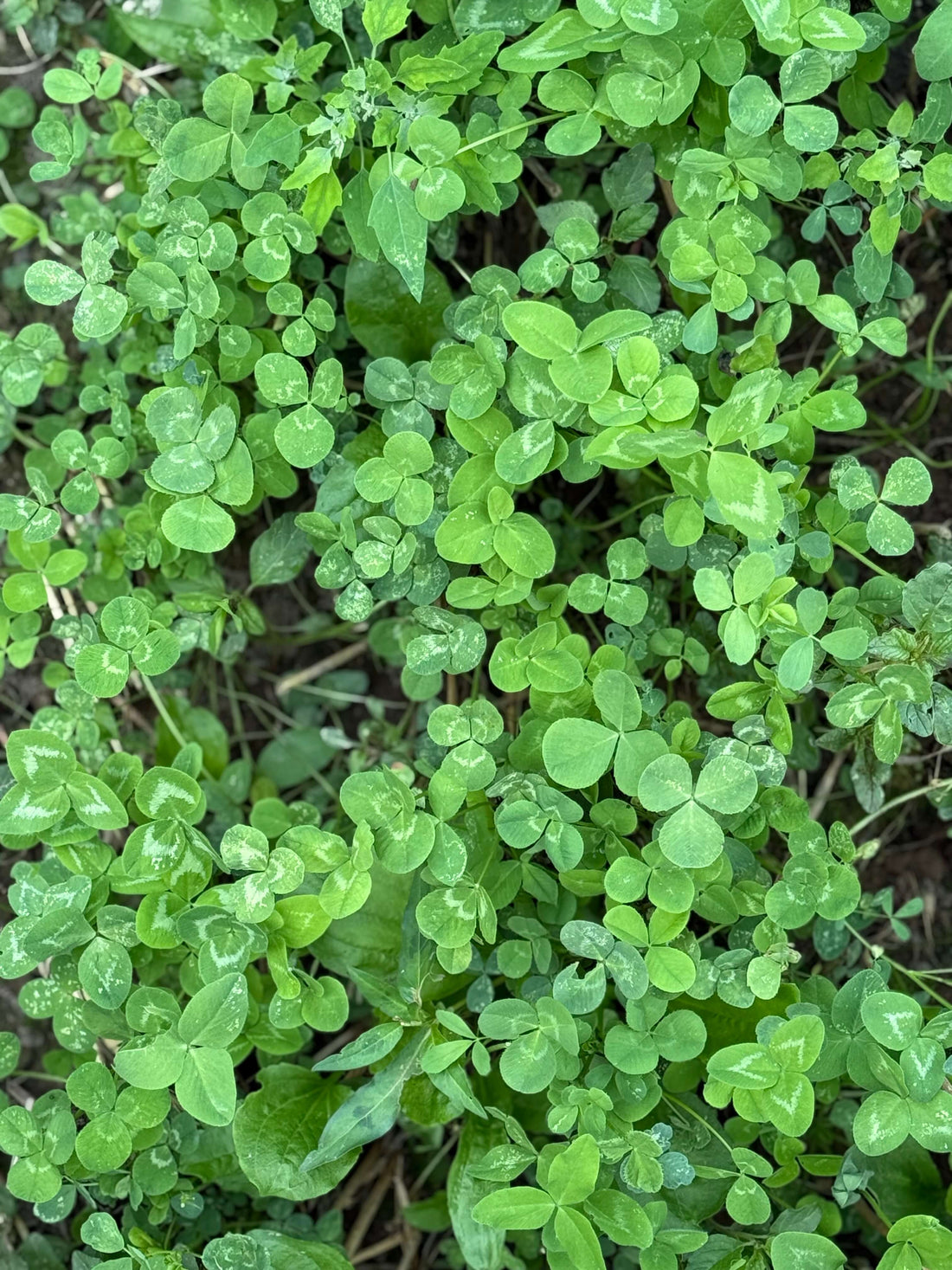 Frost Seeding Food Plots for Deer: How & When – Dammon Ridge